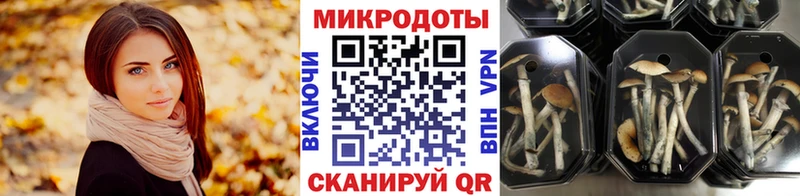 Псилоцибиновые грибы Psilocybe  Кировск 